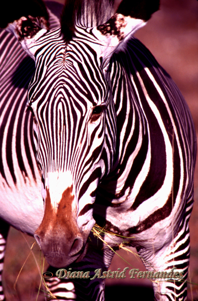Grevys-Zebra-Portrait-Samburu-Kenya